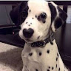 Meet your Posher, Evelyn